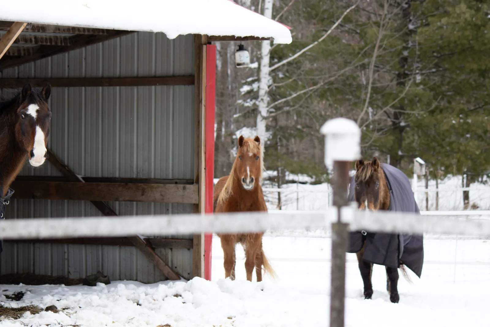 Horses at Reimann Hobby Acres in winter